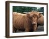 Highland Cattle, Scotland, United Kingdom, Europe-Patrick Dieudonne-Framed Photographic Print