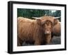 Highland Cattle, Scotland, United Kingdom, Europe-Patrick Dieudonne-Framed Photographic Print