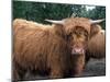 Highland Cattle, Scotland, United Kingdom, Europe-Patrick Dieudonne-Mounted Photographic Print
