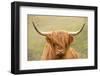 Highland cattle, Scotland, United Kingdom, Europe-Neil Emmerson-Framed Premium Photographic Print