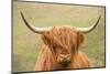 Highland cattle, Scotland, United Kingdom, Europe-Neil Emmerson-Mounted Premium Photographic Print
