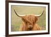 Highland cattle, Scotland, United Kingdom, Europe-Neil Emmerson-Framed Photographic Print