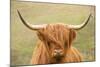 Highland cattle, Scotland, United Kingdom, Europe-Neil Emmerson-Mounted Photographic Print