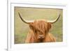 Highland cattle, Scotland, United Kingdom, Europe-Neil Emmerson-Framed Photographic Print