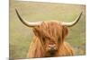 Highland cattle, Scotland, United Kingdom, Europe-Neil Emmerson-Mounted Photographic Print