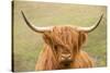 Highland cattle, Scotland, United Kingdom, Europe-Neil Emmerson-Stretched Canvas