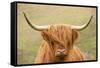 Highland cattle, Scotland, United Kingdom, Europe-Neil Emmerson-Framed Stretched Canvas