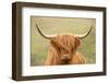 Highland cattle, Scotland, United Kingdom, Europe-Neil Emmerson-Framed Photographic Print