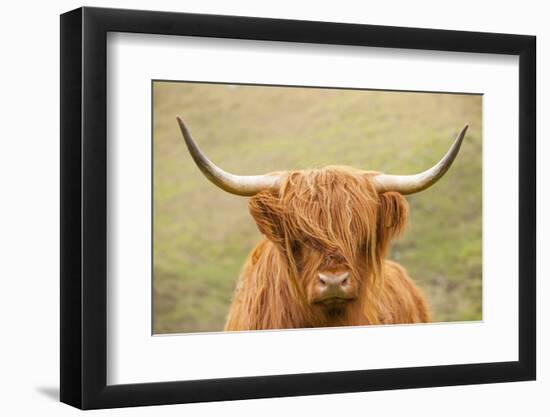 Highland cattle, Scotland, United Kingdom, Europe-Neil Emmerson-Framed Photographic Print