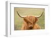 Highland cattle, Scotland, United Kingdom, Europe-Neil Emmerson-Framed Photographic Print