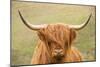 Highland cattle, Scotland, United Kingdom, Europe-Neil Emmerson-Mounted Photographic Print