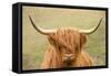 Highland cattle, Scotland, United Kingdom, Europe-Neil Emmerson-Framed Stretched Canvas