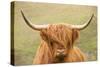 Highland cattle, Scotland, United Kingdom, Europe-Neil Emmerson-Stretched Canvas