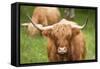 Highland cattle, Scotland, United Kingdom, Europe-Neil Emmerson-Framed Stretched Canvas