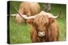 Highland cattle, Scotland, United Kingdom, Europe-Neil Emmerson-Stretched Canvas