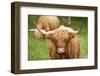 Highland cattle, Scotland, United Kingdom, Europe-Neil Emmerson-Framed Premium Photographic Print