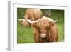 Highland cattle, Scotland, United Kingdom, Europe-Neil Emmerson-Framed Photographic Print