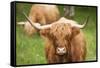 Highland cattle, Scotland, United Kingdom, Europe-Neil Emmerson-Framed Stretched Canvas