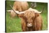 Highland cattle, Scotland, United Kingdom, Europe-Neil Emmerson-Stretched Canvas