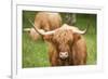 Highland cattle, Scotland, United Kingdom, Europe-Neil Emmerson-Framed Photographic Print