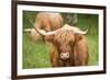 Highland cattle, Scotland, United Kingdom, Europe-Neil Emmerson-Framed Photographic Print