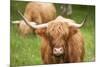 Highland cattle, Scotland, United Kingdom, Europe-Neil Emmerson-Mounted Photographic Print