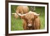 Highland cattle, Scotland, United Kingdom, Europe-Neil Emmerson-Framed Photographic Print