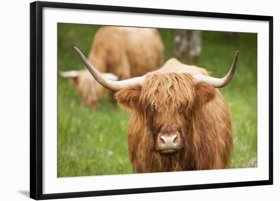 Highland cattle, Scotland, United Kingdom, Europe-Neil Emmerson-Framed Photographic Print