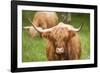 Highland cattle, Scotland, United Kingdom, Europe-Neil Emmerson-Framed Photographic Print