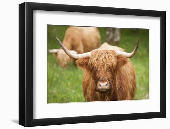 Highland cattle, Scotland, United Kingdom, Europe-Neil Emmerson-Framed Photographic Print