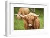 Highland cattle, Scotland, United Kingdom, Europe-Neil Emmerson-Framed Photographic Print