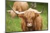 Highland cattle, Scotland, United Kingdom, Europe-Neil Emmerson-Mounted Photographic Print