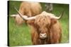 Highland cattle, Scotland, United Kingdom, Europe-Neil Emmerson-Stretched Canvas