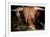 Highland cattle, Scotland, United Kingdom, Europe-John Alexander-Framed Photographic Print