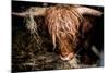 Highland cattle, Scotland, United Kingdom, Europe-John Alexander-Mounted Photographic Print