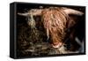 Highland cattle, Scotland, United Kingdom, Europe-John Alexander-Framed Stretched Canvas