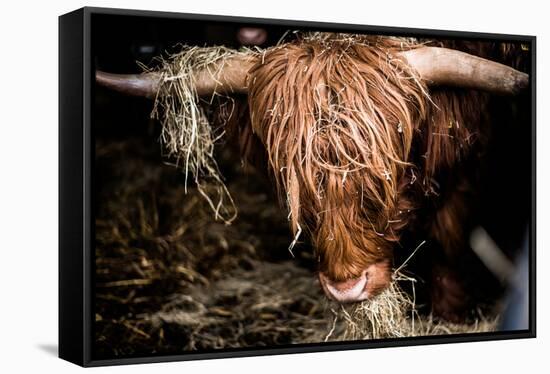 Highland cattle, Scotland, United Kingdom, Europe-John Alexander-Framed Stretched Canvas