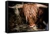 Highland cattle, Scotland, United Kingdom, Europe-John Alexander-Framed Stretched Canvas