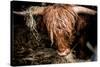 Highland cattle, Scotland, United Kingdom, Europe-John Alexander-Stretched Canvas