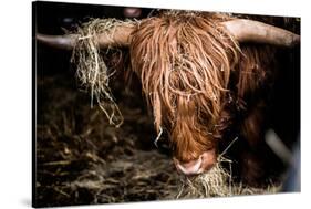 Highland cattle, Scotland, United Kingdom, Europe-John Alexander-Stretched Canvas