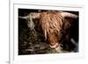 Highland cattle, Scotland, United Kingdom, Europe-John Alexander-Framed Photographic Print