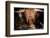 Highland cattle, Scotland, United Kingdom, Europe-John Alexander-Framed Photographic Print