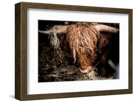 Highland cattle, Scotland, United Kingdom, Europe-John Alexander-Framed Photographic Print