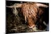 Highland cattle, Scotland, United Kingdom, Europe-John Alexander-Mounted Photographic Print