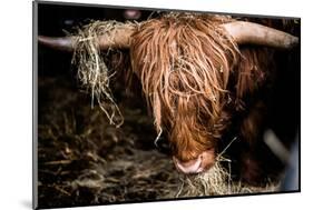 Highland cattle, Scotland, United Kingdom, Europe-John Alexander-Mounted Photographic Print