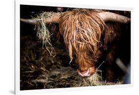 Highland cattle, Scotland, United Kingdom, Europe-John Alexander-Framed Photographic Print