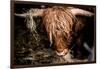 Highland cattle, Scotland, United Kingdom, Europe-John Alexander-Framed Photographic Print