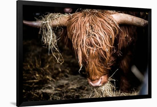 Highland cattle, Scotland, United Kingdom, Europe-John Alexander-Framed Photographic Print