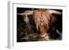 Highland cattle, Scotland, United Kingdom, Europe-John Alexander-Framed Photographic Print