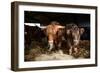 Highland cattle, Scotland, United Kingdom, Europe-John Alexander-Framed Photographic Print